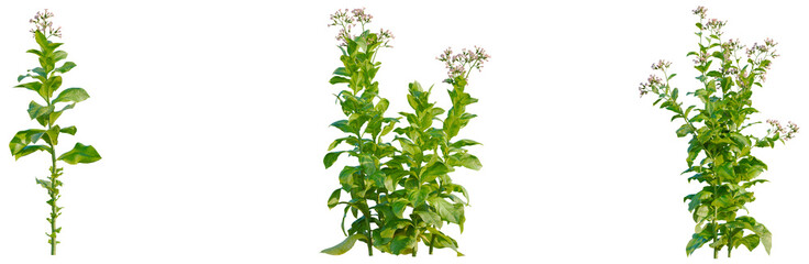 Nicotiana tabacum tree, elevation, front view, cutout, transparent background, isolate, Fresh green basil plant close-up. Culinary herb for cooking and garnishing food. © DH Tree Stock