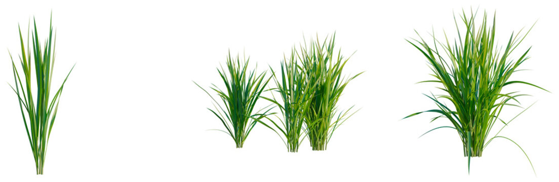 Oryza sativa tree, elevation, front view, cutout, transparent background, isolate, Single blade of grass, detailed close-up, green color, natural texture, healthy plant, vibrant, fresh