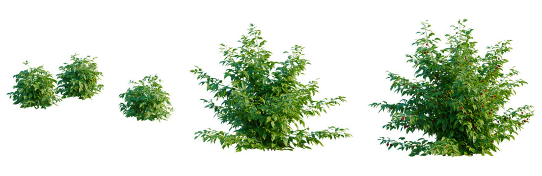 Rubus idaeus tree, elevation, front view, cutout, transparent background, isolate, Close-up of a vibrant cherry tree branch with ripe red cherries, nature's beauty