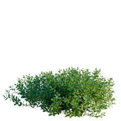 Obraz premium Vaccinium tree, elevation, front view, cutout, transparent background, isolate, Detailed lush green foliage of a dense shrubbery, vibrant natural texture, close-up botanical view