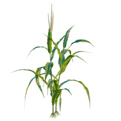 Fototapeta premium Zea mays tree, elevation, front view, cutout, transparent background, isolate, Green wheat stalks close-up, agricultural field, harvest season, rural landscape, food crop