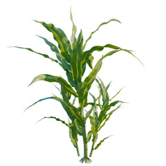 Zea mays tree, elevation, front view, cutout, transparent background, isolate, Green wheat stalk close-up, farm crop harvest, agriculture, rural landscape, food ingredient © DH Tree Stock