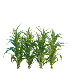 Fototapeta premium Zea mays tree, elevation, front view, cutout, transparent background, isolate, Detailed corn stalks with green leaves and kernels, agriculture and harvest concept, png