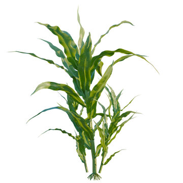 Zea mays tree, elevation, front view, cutout, transparent background, isolate, Green wheat stalk close-up, farm crop harvest, agriculture, rural landscape, food ingredient