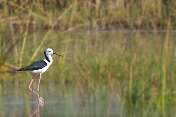 Obraz premium A black-winged stilt stands in shallow water with a blurred background of tall grasses and reeds in a natural wetland habitat.