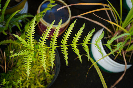 Potted ferns as garden decorations