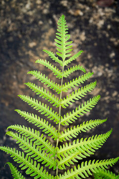 Potted ferns as garden decorations