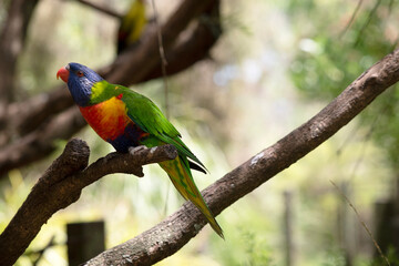 Obraz premium this is a side view of a rainbow lorikeet is perched in a tree