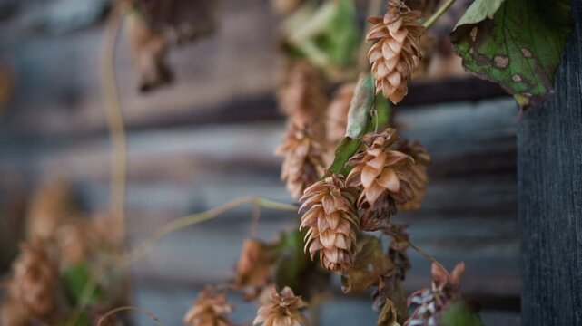 Home garden dried hops on fence closeup of brown hop cones clinging to vine against weathered wooden siding autumnal light textured rustic mood ideal for home brewer and craft decor projects