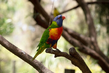 Obraz premium this is a side view of a rainbow lorikeet is perched in a tree