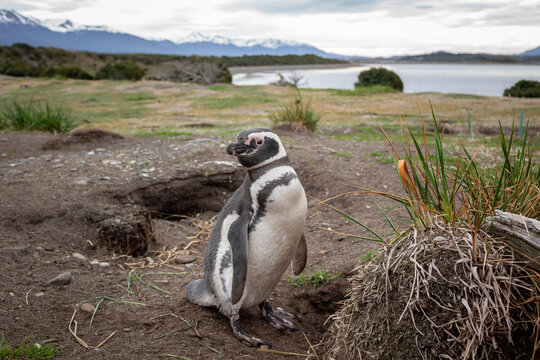 Pinguin da Ilha Martelo