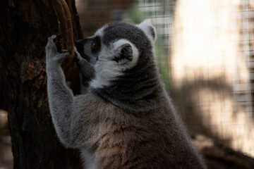 this is a close up of a ring tailed lemur © susan flashman