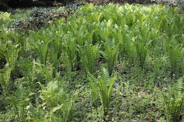 fern plant © SOL Disign Labo