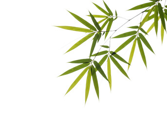 Fototapeta premium Fresh green bamboo leaves isolated on transparent background