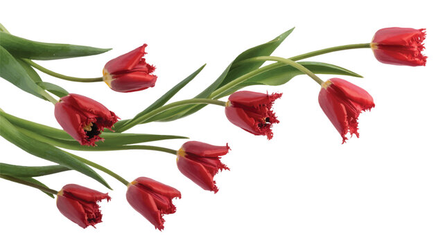 red tulips with green leaves isolated on white background