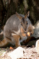 the yellow footed rock wallaby is amongst the rocks eating