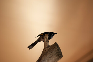 the yellow tufted honeyeater is perched on a tree stump