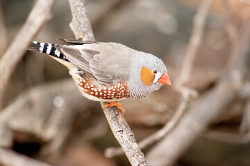 this is a side view of a zebra finch
