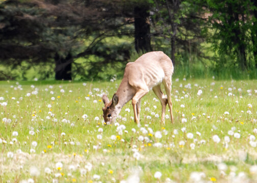 Emaciated male white-tailed deer with ribs visible, grazing in a dandelion field in Waukesha County, Wisconsin, during mid-May as antlers emerge.