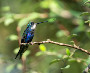 Naklejka premium Picaflor de barbijo en rama