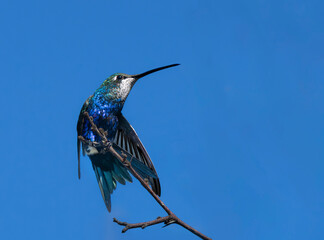 Picaflor de barbijo posado © Sergio