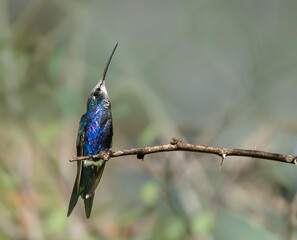 Naklejka premium Picaflor de barbijo mirando hacia arriba