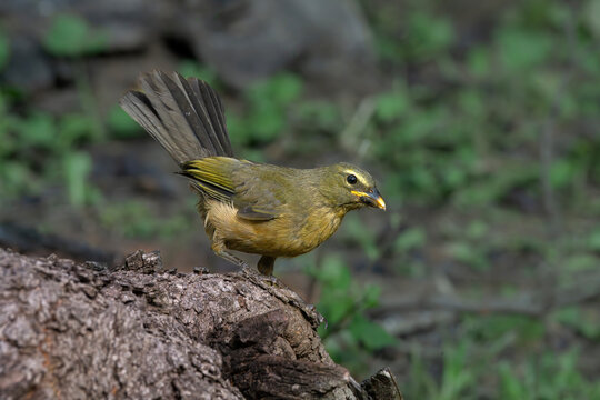 Pepitero gris juvenil ave