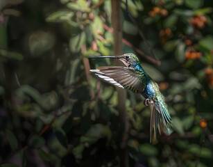 Naklejka premium Picaflor de barbijo volando