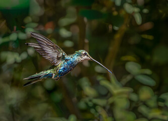 Naklejka premium Picaflor de barbijo alas abiertas