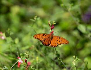 Obraz premium Mariposa anaranjada