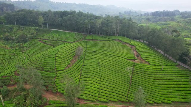 Aerial drone footage close up of Ciwidey road in the middle of green tea terrace plantations, with mountains behind and wild forest, in Sukaati village area, Bandung regency, Java island, Indonesia