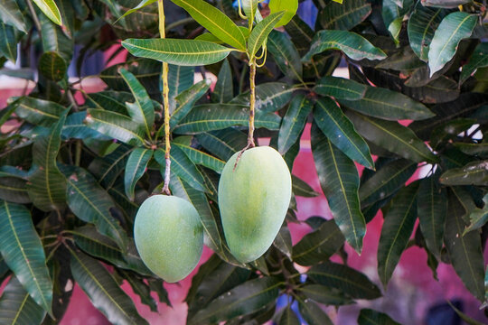 The mangoes are ready to be harvested