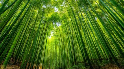 Fototapeta premium Lush Bamboo Forest with Towering Green Stalks and Bright Canopy