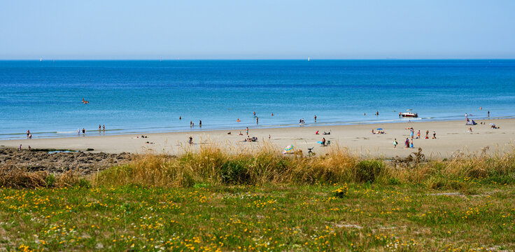 Summer leisure and wild flowers overlooking the vast Judith Beach south of Ambleteuse, Pas-de-Calais, France