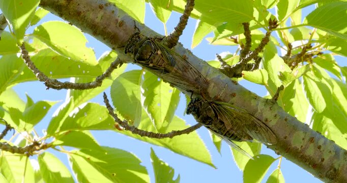 蝉(クマゼミ)が鳴いている4K動画、集音マイクで収録