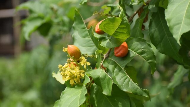Bright yellow blossoms and ripening orange peanut butter fruit on a lush green branch. Close-up of Bunchosia argentea in natural light, showcasing vibrant tropical colors.