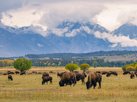 Close view of the bisons at Grand Teton National Park, Autumn time.