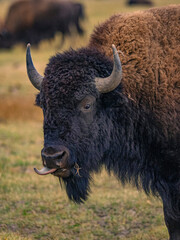 Close view of the bisons at Grand Teton National Park, Autumn time. © Zimu