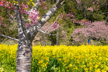 Fototapeta premium A field of canola flowers with cherry blossom at the countryside in Japan close up