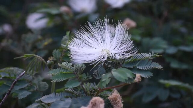 Detailed shot of a tropical powder puff blossom in full bloom, showcasing fine stamens and soft focus background for a serene and artistic nature scene.