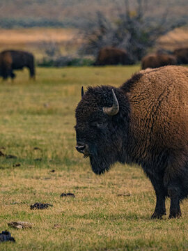 Close view of the bisons at Grand Teton National Park, Autumn time.