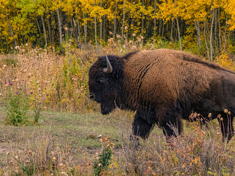 Close view of the bisons at Grand Teton National Park, Autumn time.
