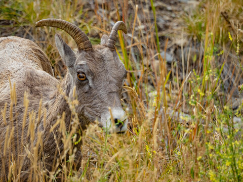 Close view of the bisons at Grand Teton National Park, Autumn time.