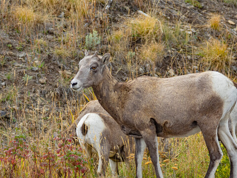 Close view of the bisons at Grand Teton National Park, Autumn time.