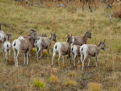 Close view of the bisons at Grand Teton National Park, Autumn time.