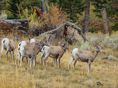 Close view of the bisons at Grand Teton National Park, Autumn time.
