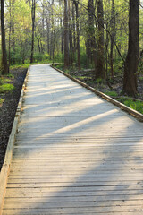 Fototapeta premium Vibrant Wooden Boardwalk Path Through Deep Spring Forest