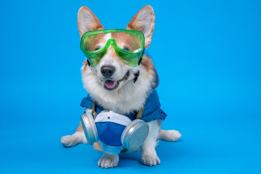 Pembroke welsh corgi dog sitting on blue studio background wearing green safety goggles respirator mask, quirky protective equipment concept with ears up friendly expression, health and safety theme