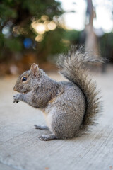 Fototapeta premium Gray squirrel eating food on ground, cute wild animal with bushy tail, urban wildlife close up
