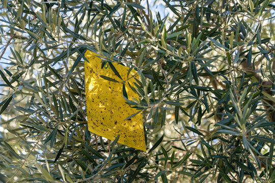 Yellow sticky trap card for insect monitoring hanging among olive tree leaves and branches, speckled with caught pests, showing agricultural pest control and management in an outdoor orchard in daylig